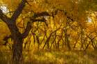 USA, New Mexico, Jemez National Recreation Area. Cottonwood trees in autumn. Art Print